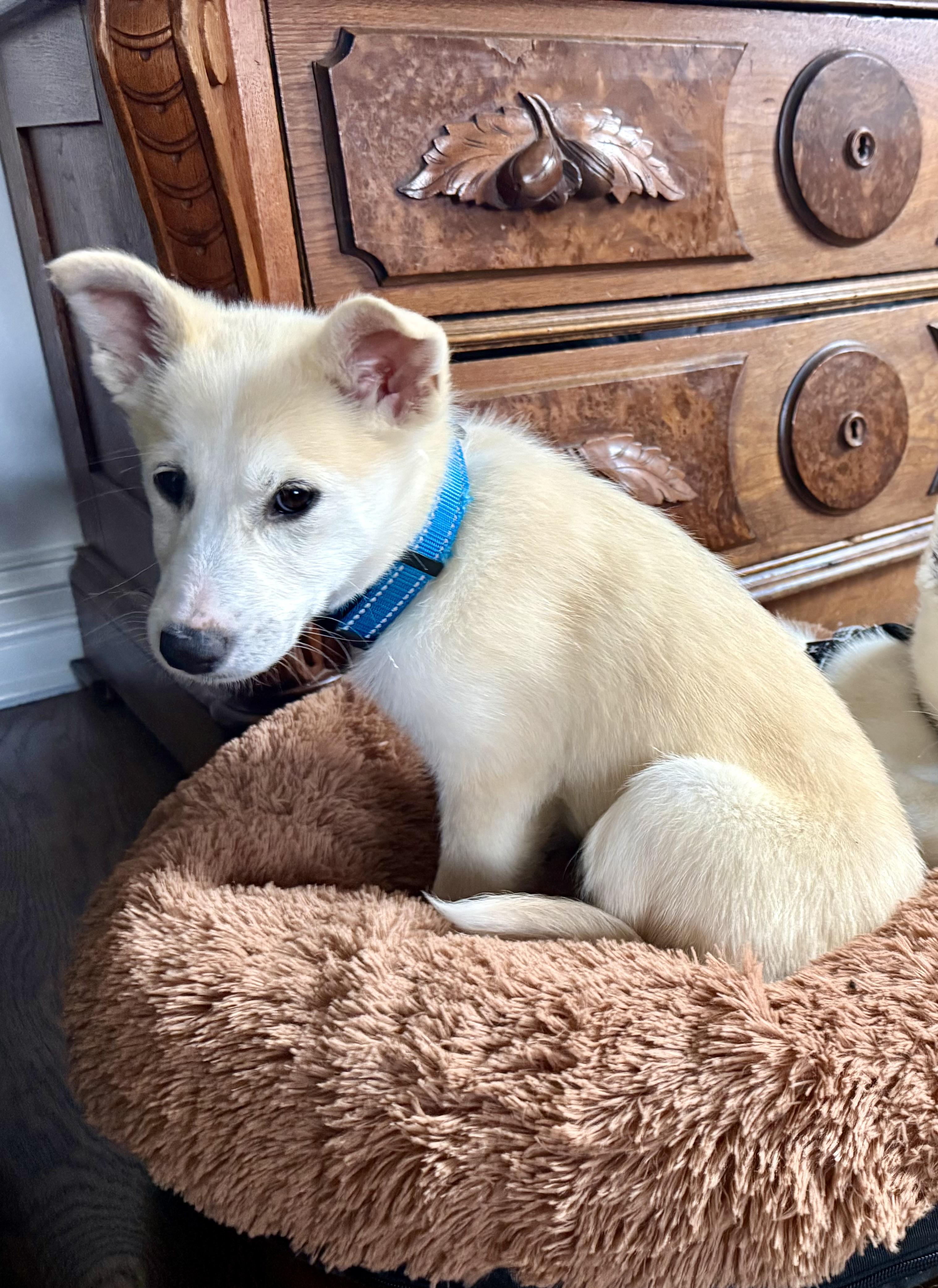 Enlarge Cooper, an adopted mixed breed in Glen Ellyn, IL image 3/5