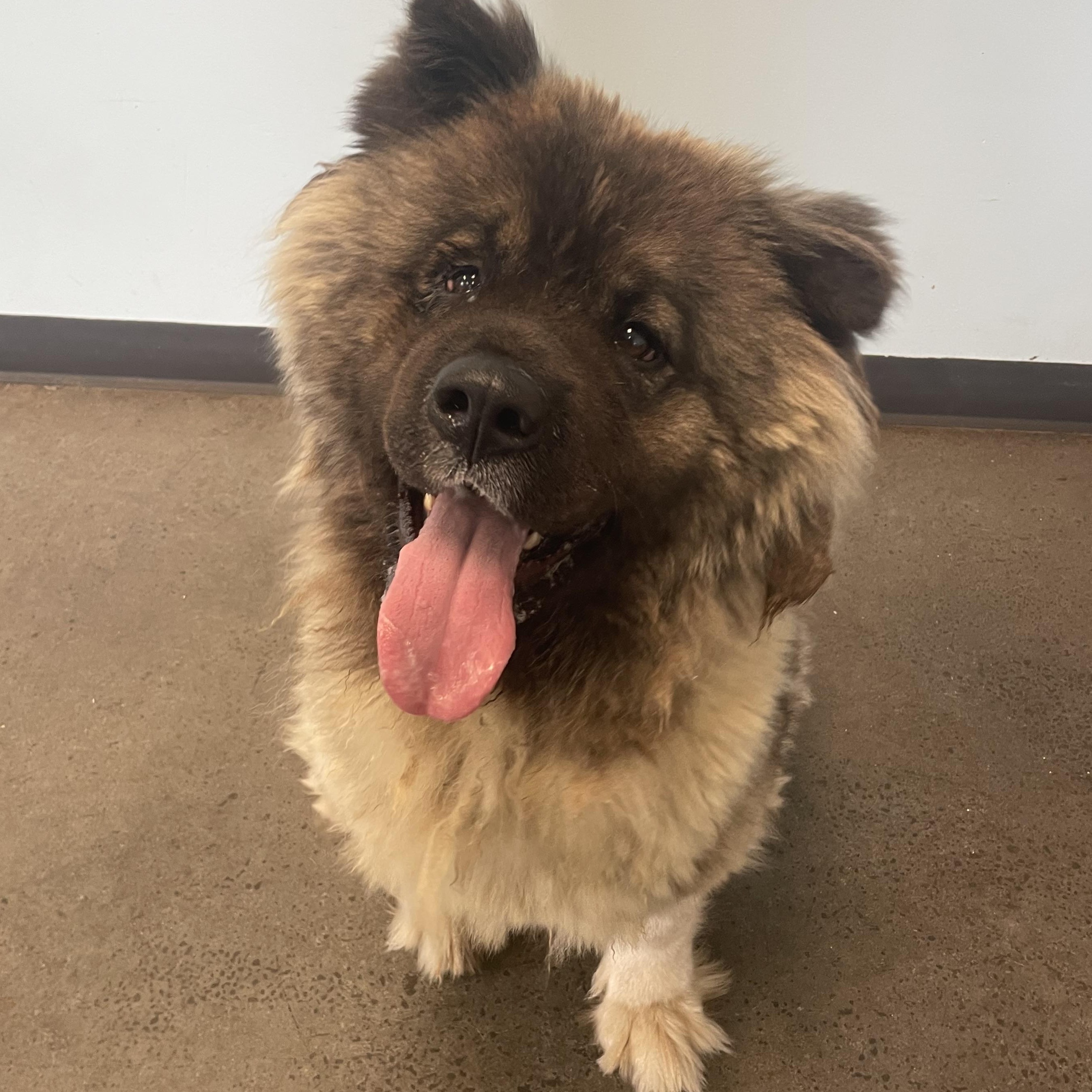 Mocha, adopted, Adult Female Mixed Breed.