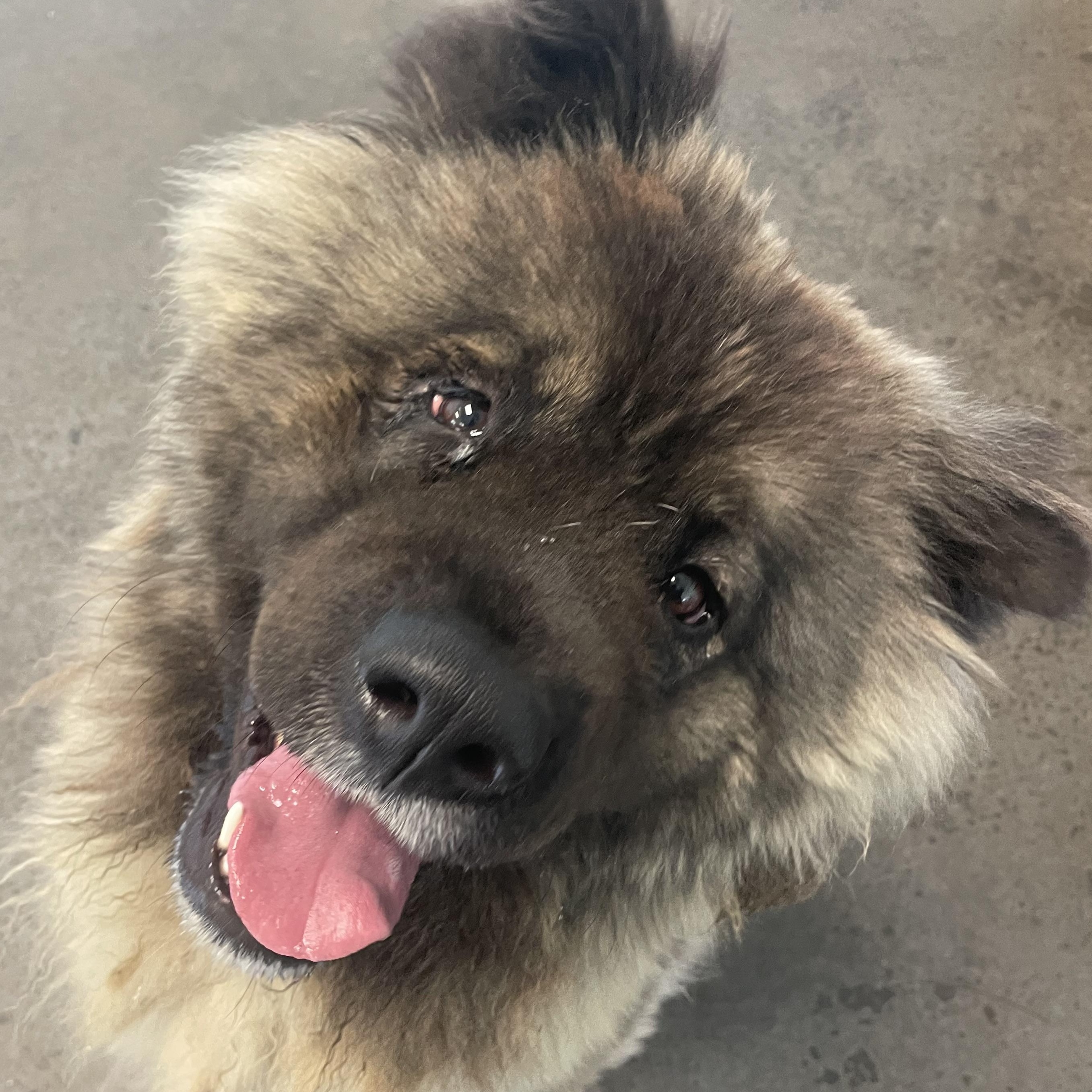 Mocha, an adopted mixed breed in Mishawaka, IN image 2/4