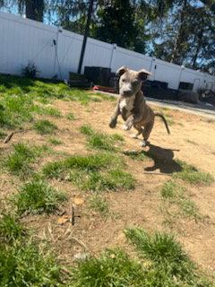 Enlarge Kash, a Adopted Pit Bull Terrier in Union Beach, NJ image 1/3