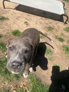 Enlarge Kash, a Adopted Pit Bull Terrier in Union Beach, NJ image 2/3