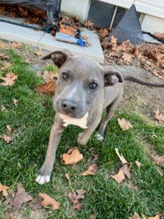 Enlarge Kash, a Adopted Pit Bull Terrier in Union Beach, NJ image 3/3