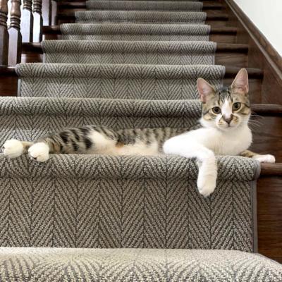 Enlarge Alton, a ADOPTABLE Domestic Short Hair in Mississauga, ON image 2/2