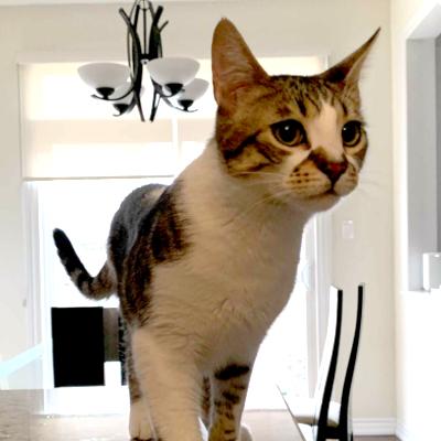 Enlarge Alton, a ADOPTABLE Domestic Short Hair in Mississauga, ON image 1/2