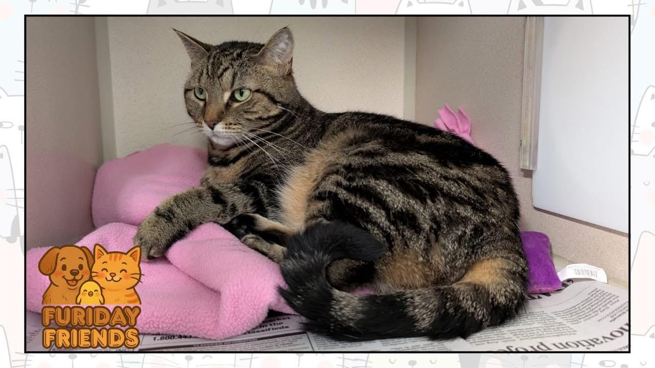 Macy, an adoptable Domestic Short Hair in Pottsville, PA_image-1