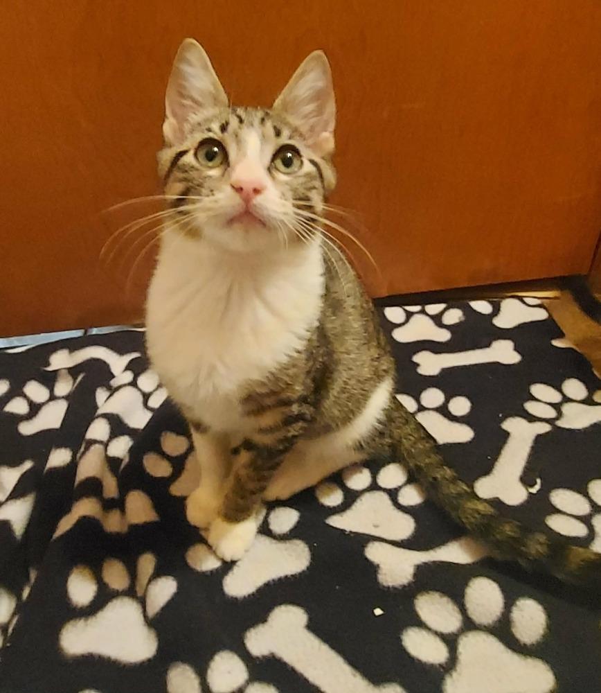 Enlarge Pete, a Adoptable Domestic Short Hair in Orlando, FL image 1/1