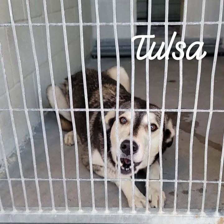 Tulsa, Adoptable, Adult Female Husky & Shepherd.