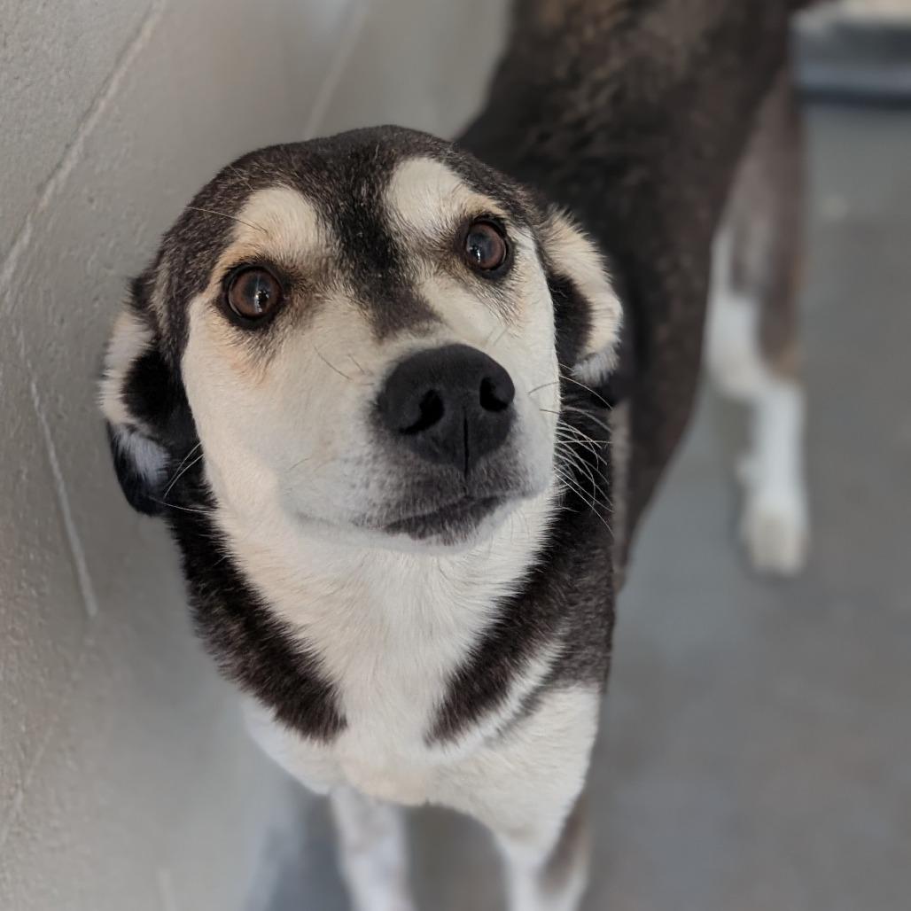 Enlarge Tulsa, a Adoptable mixed breed in Buchanan Dam, TX image 2/2