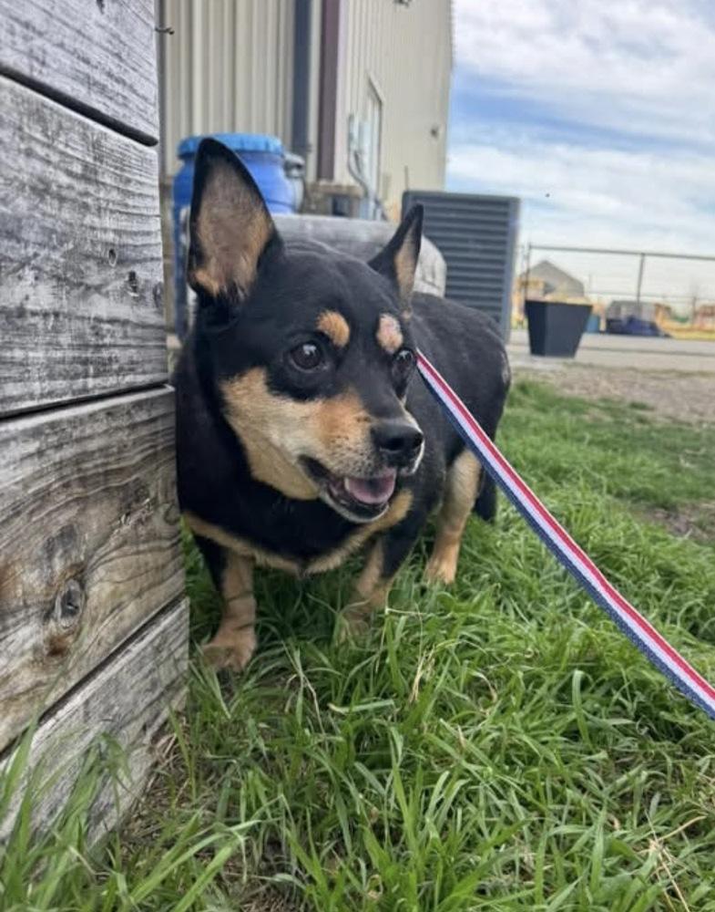 Tribble, Adoptable, Adult Female Corgi & Chihuahua.
