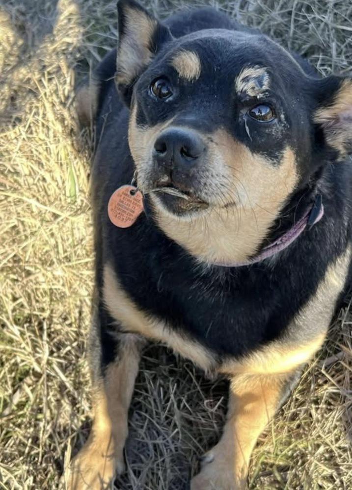 Enlarge Tribble, a Adoptable mixed breed in Sanger, TX image 2/2