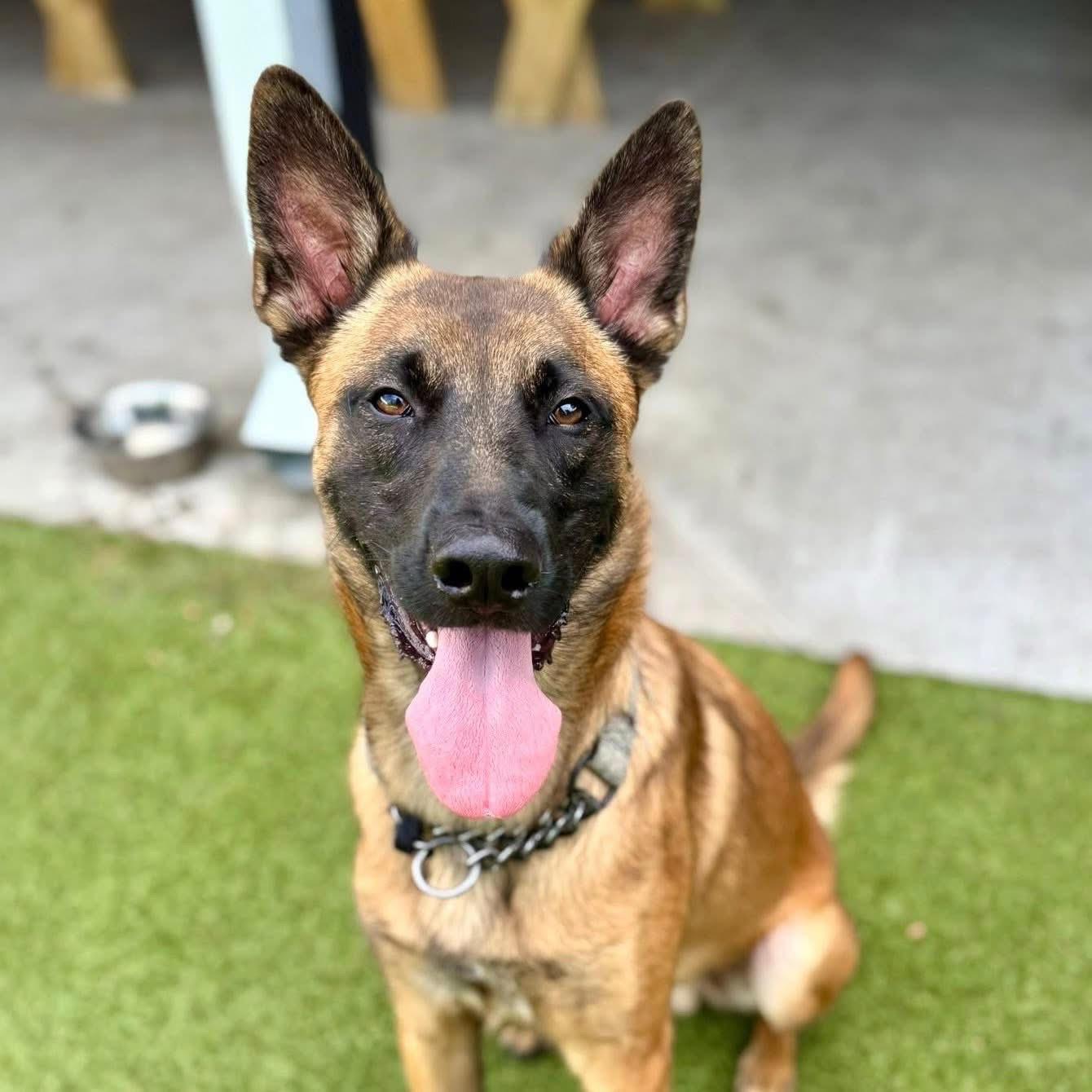Scout, adopted, Young Male Belgian Shepherd / Malinois.