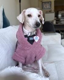 Enlarge Bailey, a Adoptable mixed breed in Washington, DC image 1/3