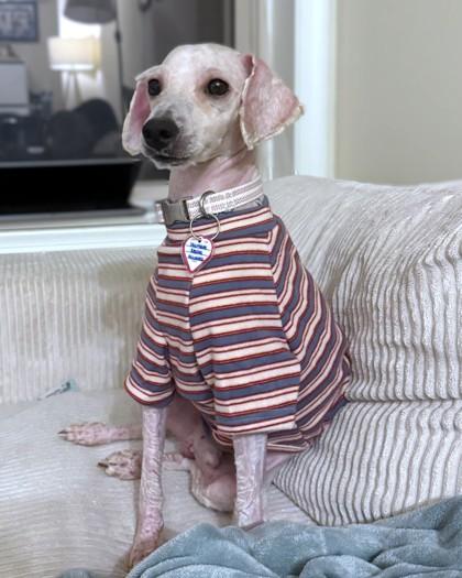 Enlarge Bailey, a Adoptable mixed breed in Washington, DC image 2/3