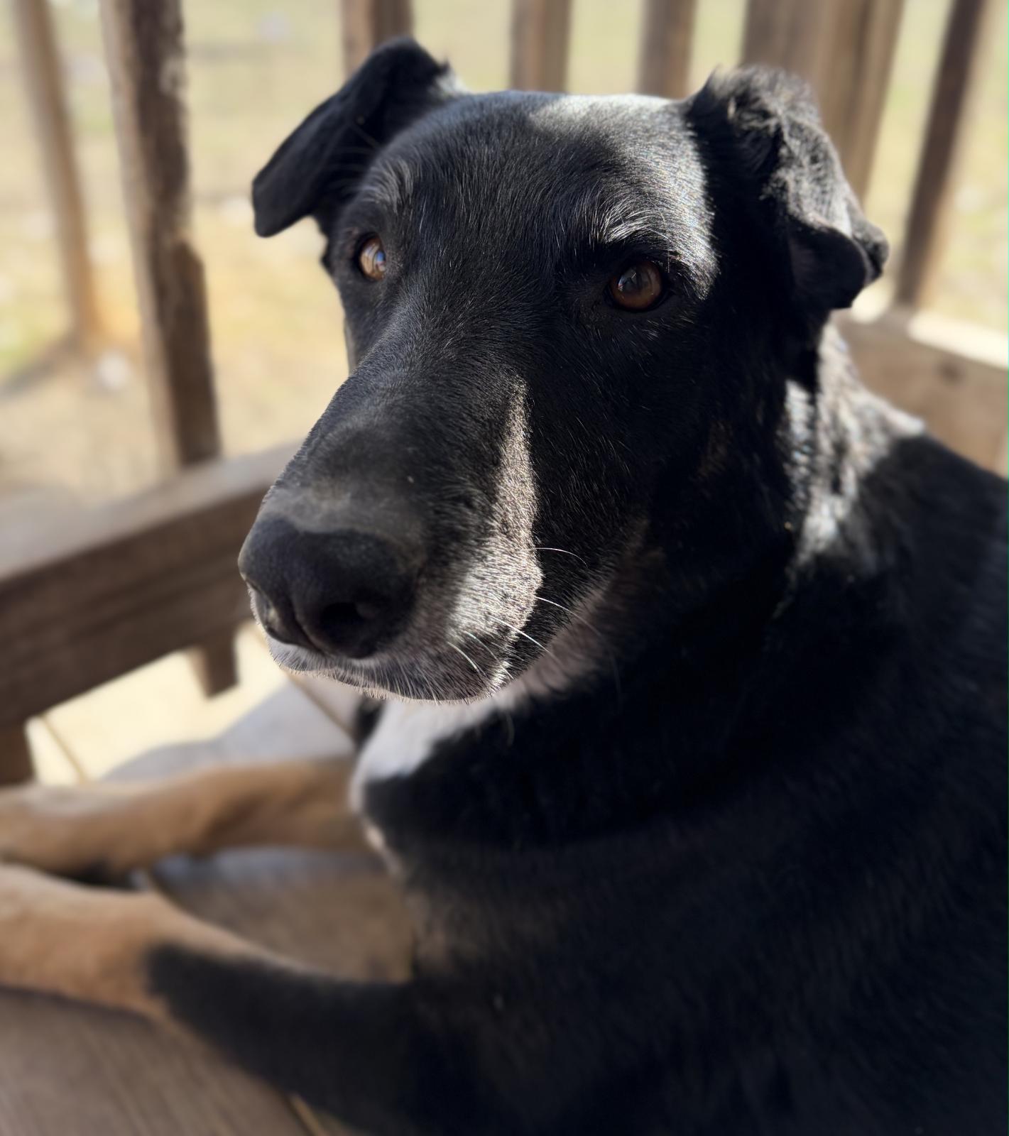 Enlarge Martha (Austin), a Adoptable mixed breed in Austin, TX image 2/5