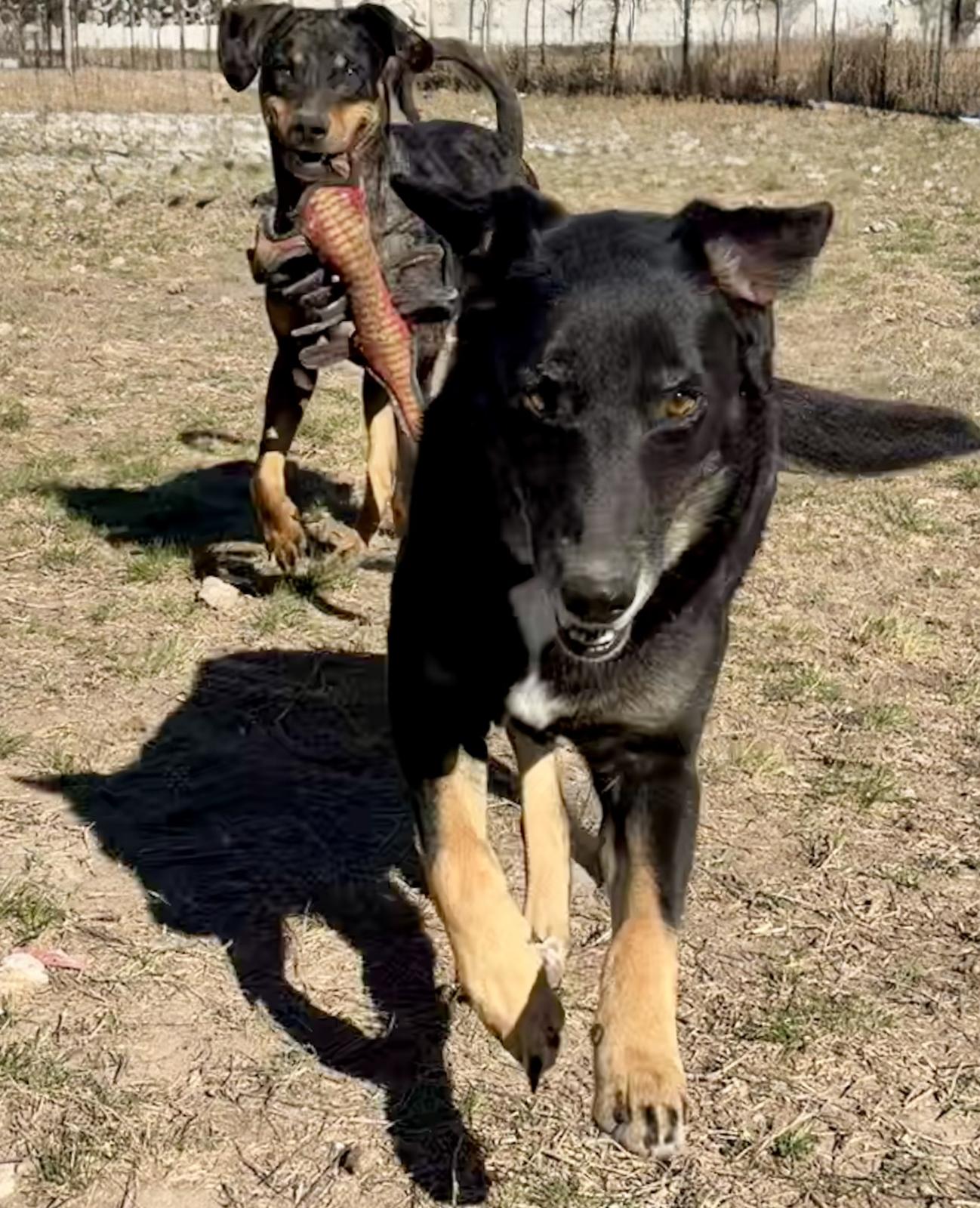Enlarge Martha (Austin), a Adoptable mixed breed in Austin, TX image 4/5
