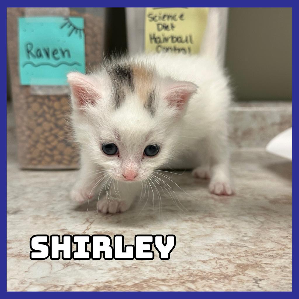 Shirley, a Adoptable Domestic Medium Hair in Glenwood, MN image 1/3