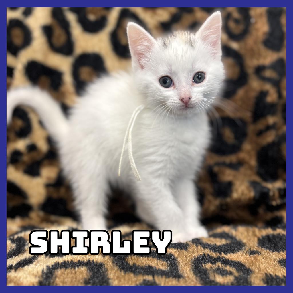 Shirley, Adoptable, Kitten Female Domestic Medium Hair.