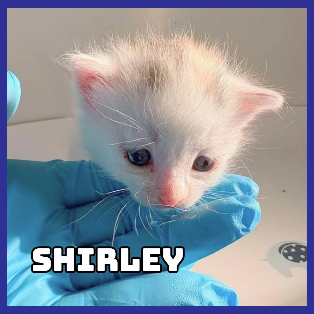 Shirley, a Adoptable Domestic Medium Hair in Glenwood, MN image 2/3