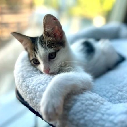 Seymour (A133216) photo 2