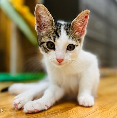 Seymour (A133216) photo 5