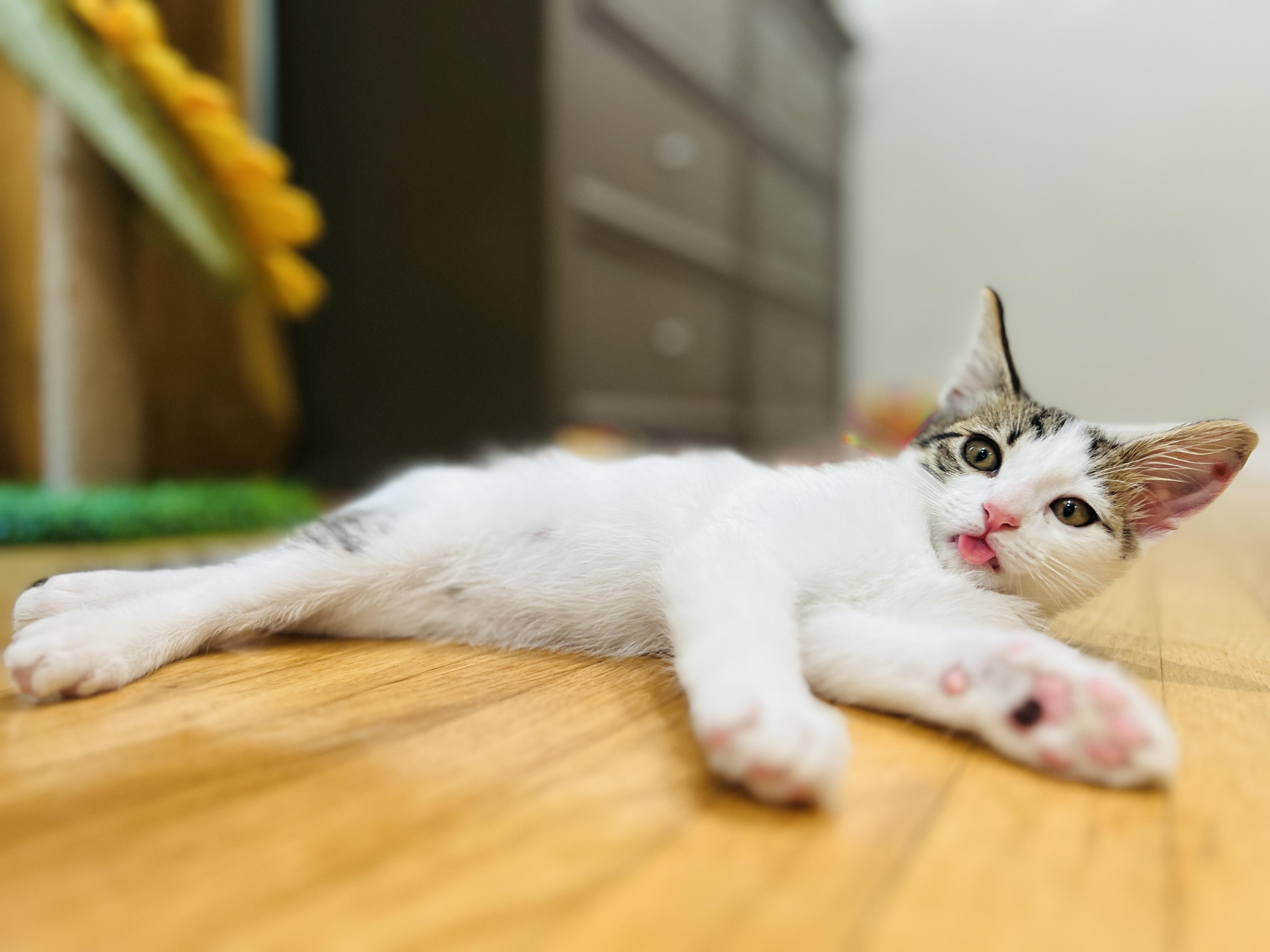 Seymour (A133216) photo 3