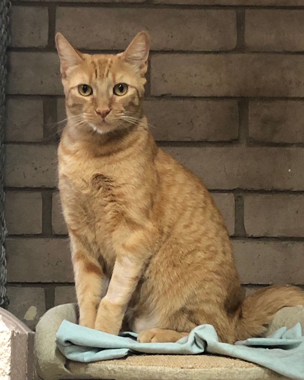 Peter (Bonded with Melody), Adoptable, Adult Male Domestic Short Hair.