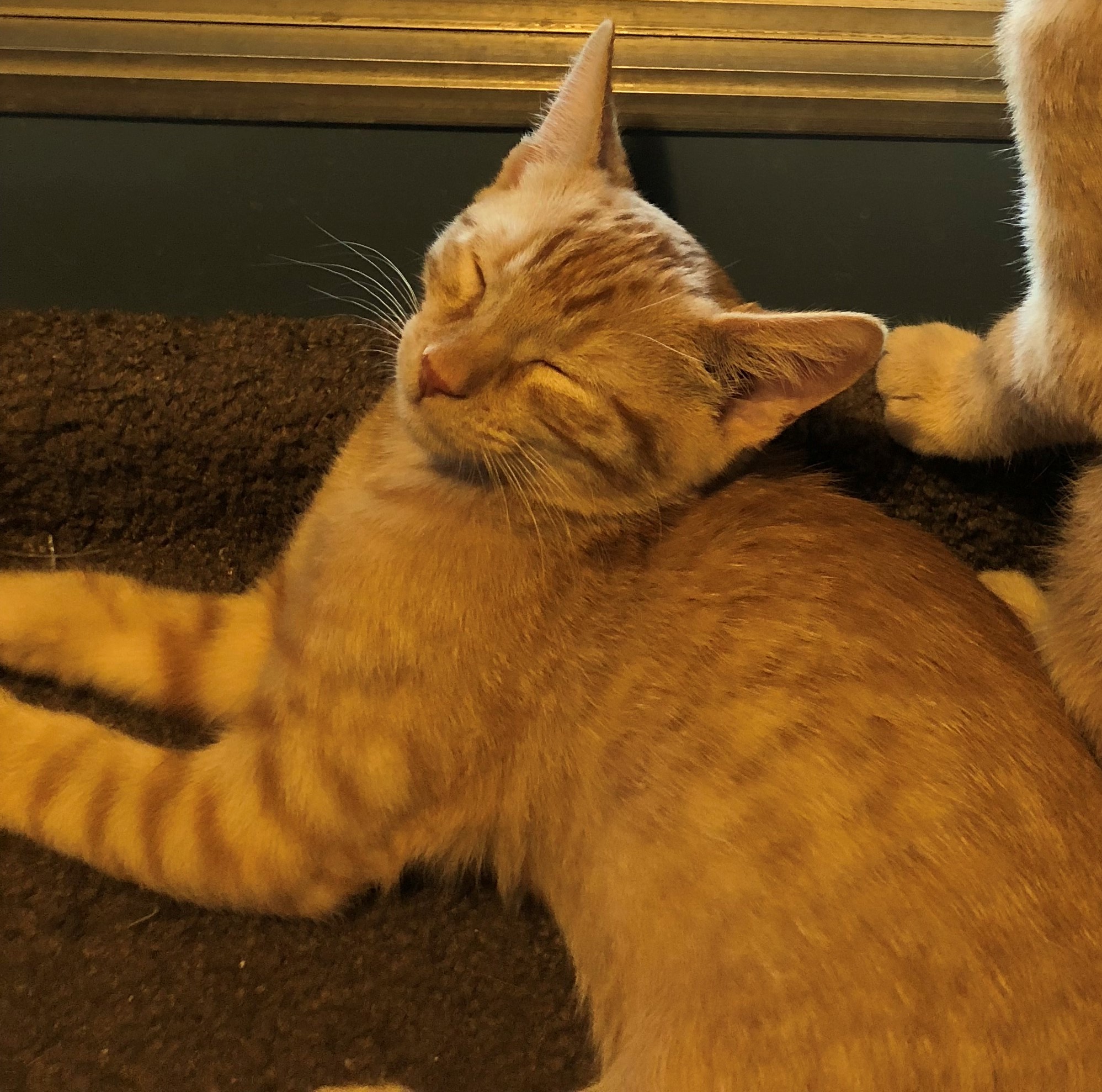 Enlarge Peter (Bonded with Melody), a Adoptable Domestic Short Hair in Phoenix, AZ image 3/6