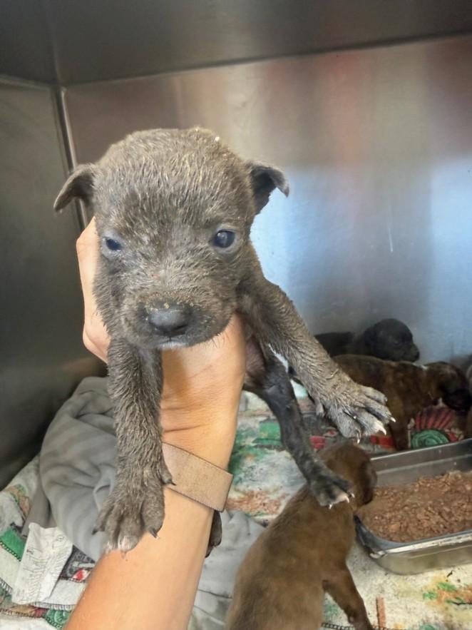 Enlarge A209862, a Adoptable mixed breed in Olivehurst, CA image 1/1