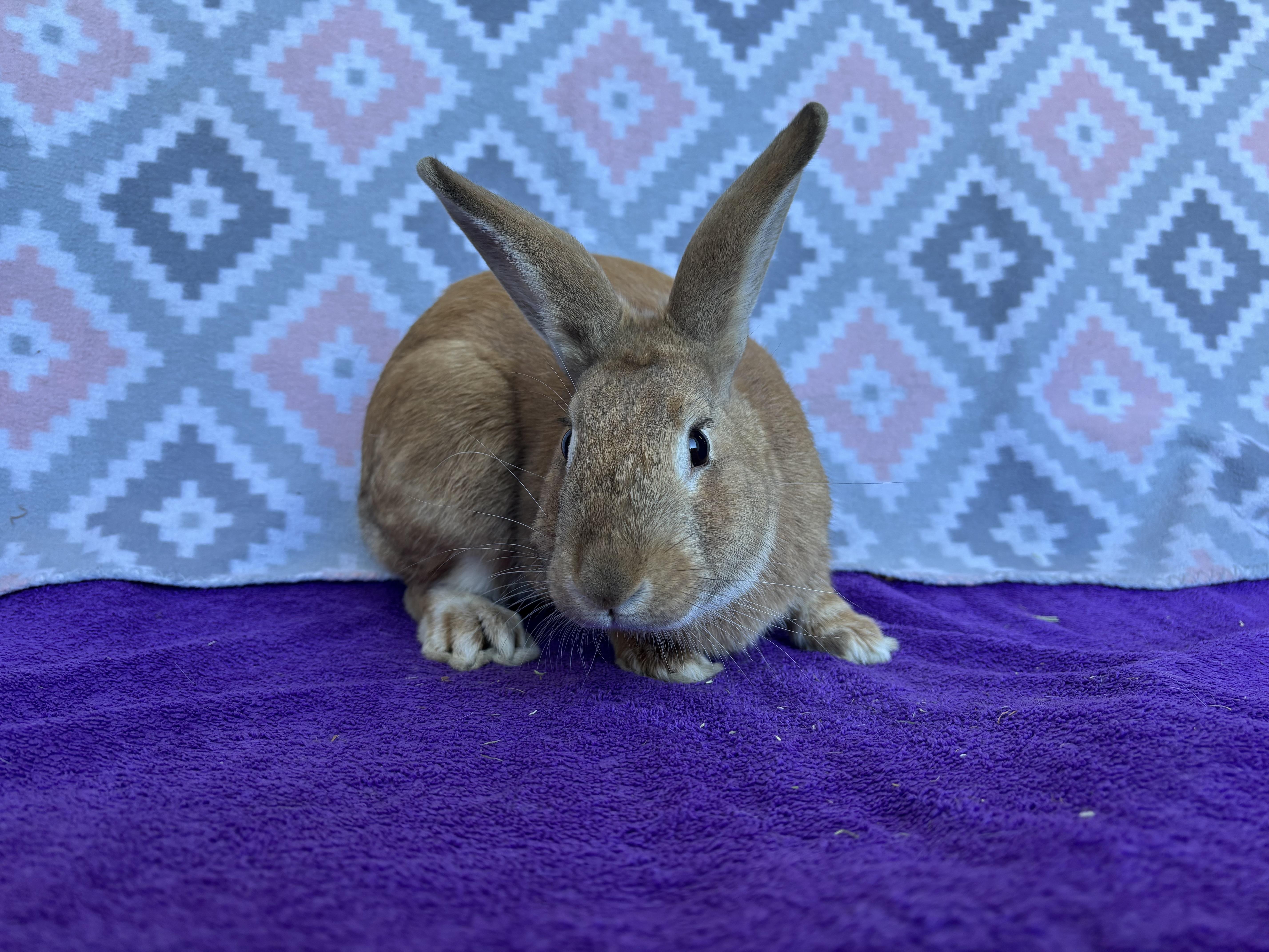 Redd, ADOPTABLE, Adult Male Bunny Rabbit.