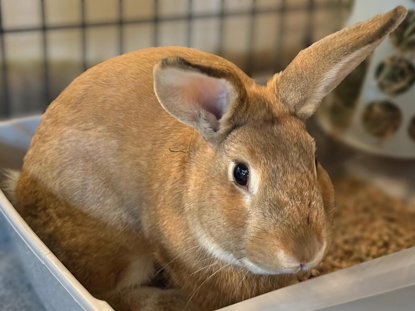 Enlarge Redd, a ADOPTABLE Bunny Rabbit in Appleton, WI image 2/3
