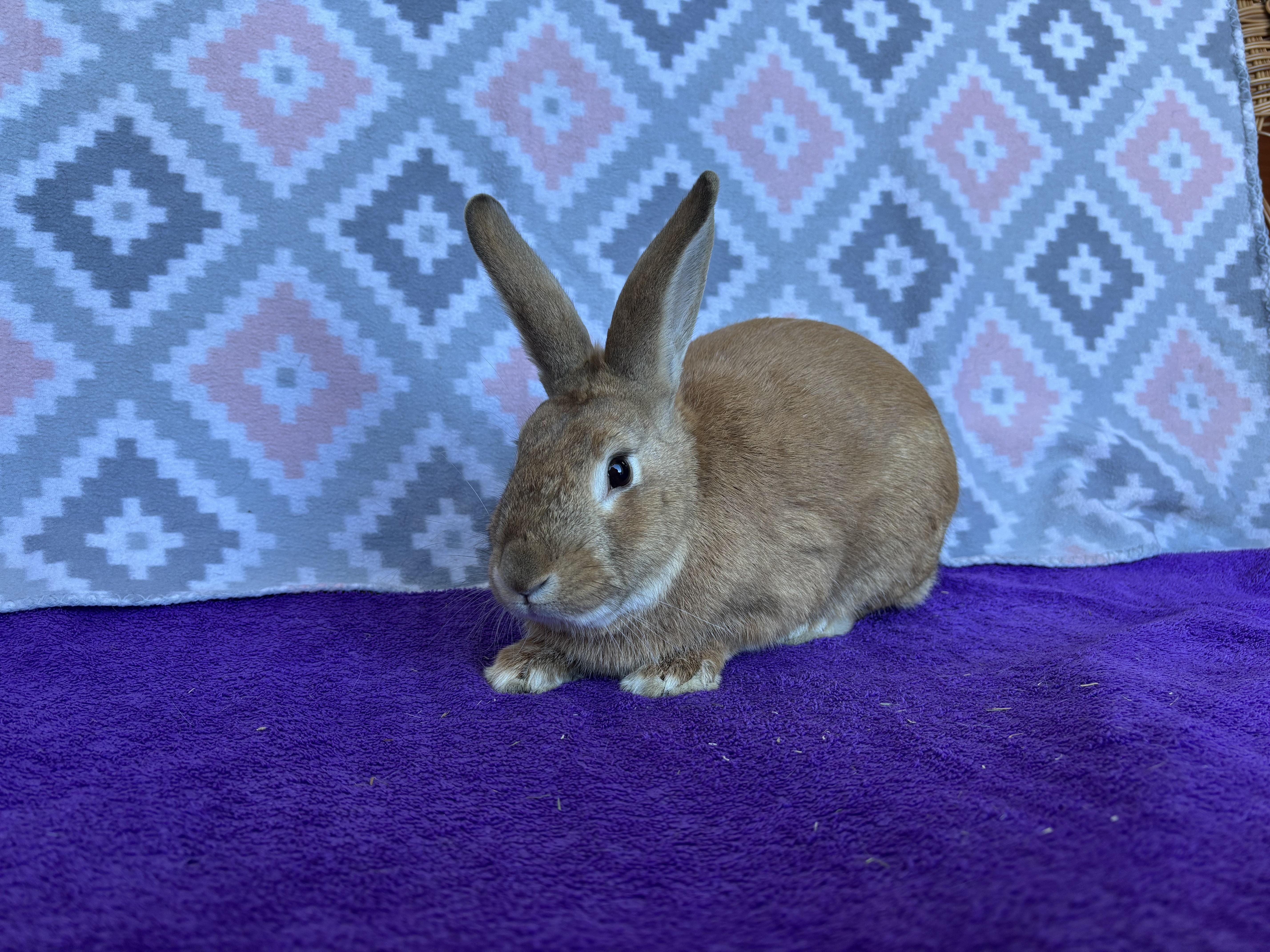 Enlarge Redd, a ADOPTABLE Bunny Rabbit in Appleton, WI image 3/3