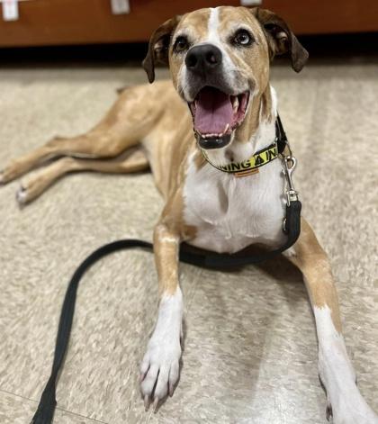 Peppa, Adoptable, Adult Female Terrier & Mixed Breed.