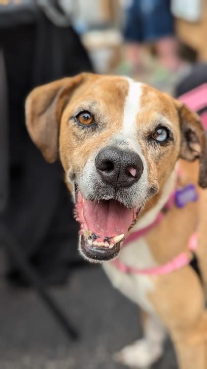 Peppa, Adoptable, Adult Female Terrier & Mixed Breed.