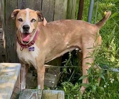 Peppa, a Adoptable mixed breed in Burlington, WI image 2/3