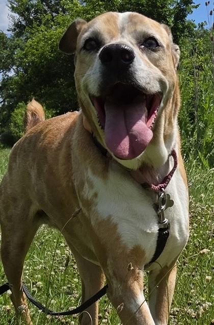 Peppa, a Adoptable mixed breed in Burlington, WI image 2/3