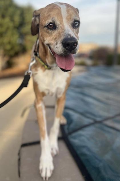 Peppa, a Adoptable mixed breed in Burlington, WI image 3/3