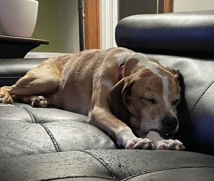 Peppa, a Adoptable mixed breed in Burlington, WI image 3/3