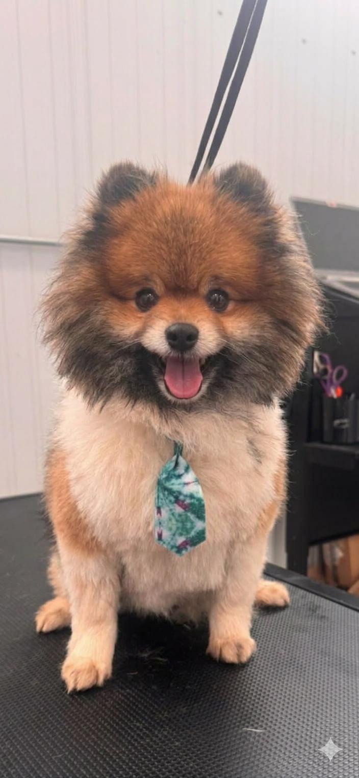 Enlarge Teddy , a ADOPTABLE Pomeranian in Minooka, IL image 1/1