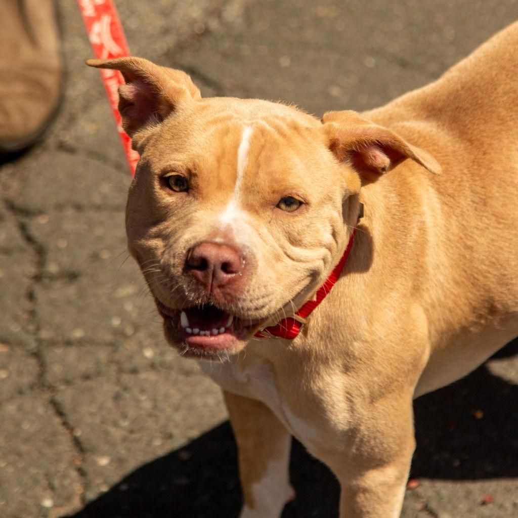 Saleta, Adoptable, Young Female Terrier.