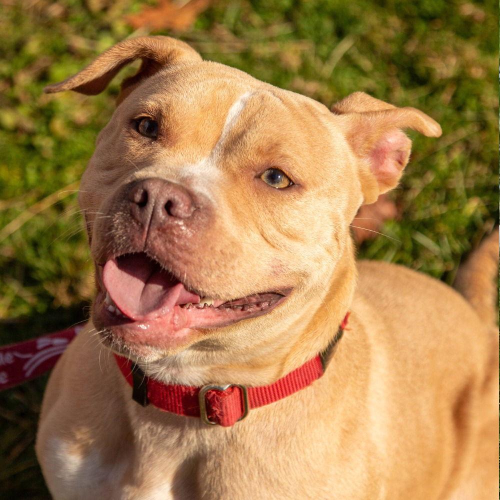 Enlarge Saleta, a Adoptable Terrier in Bloomfield, CT image 2/3