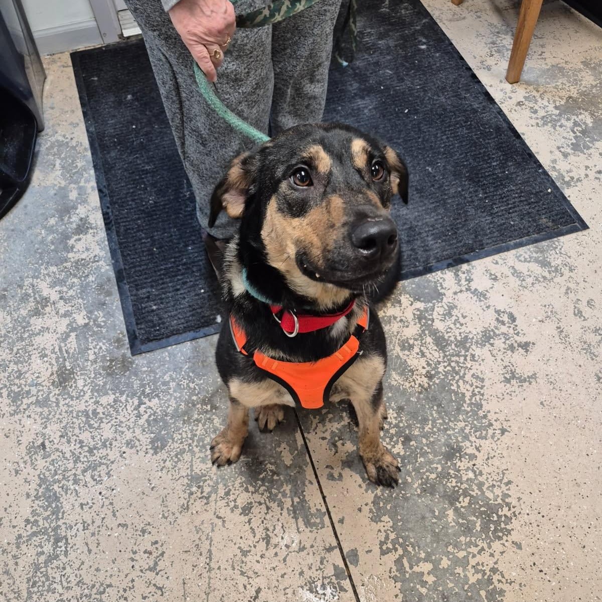 Enlarge Max, a ADOPTABLE Mixed Breed in Saint Marys, PA image 1/2