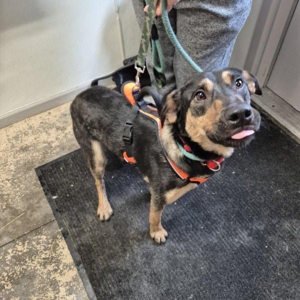 Enlarge Max, a ADOPTABLE Mixed Breed in Saint Marys, PA image 2/2