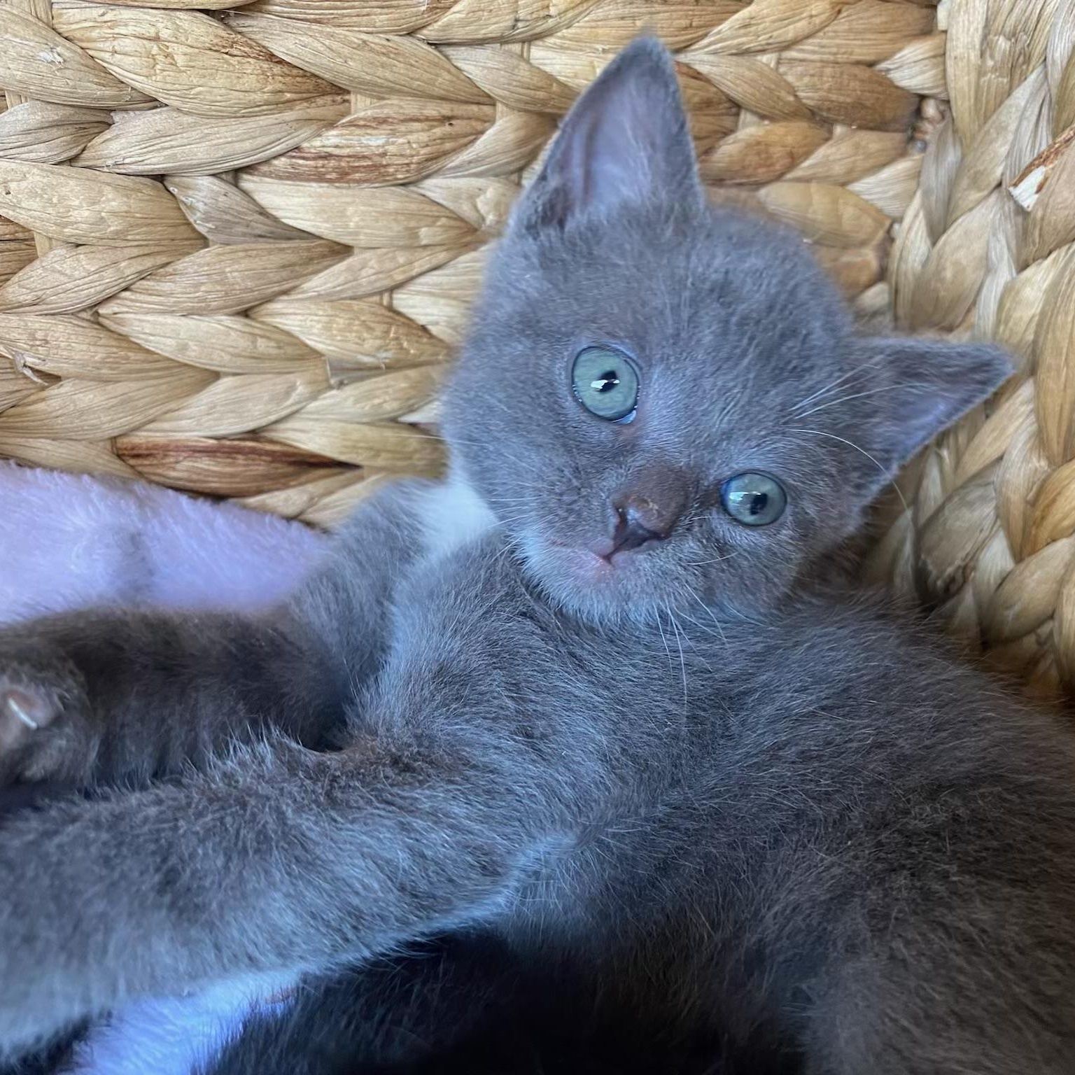 Georgie, an adoptable Domestic Short Hair in Johnson City, TN image 3/3