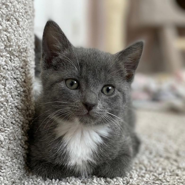 Georgie, an adoptable Domestic Short Hair in Johnson City, TN image 1/3