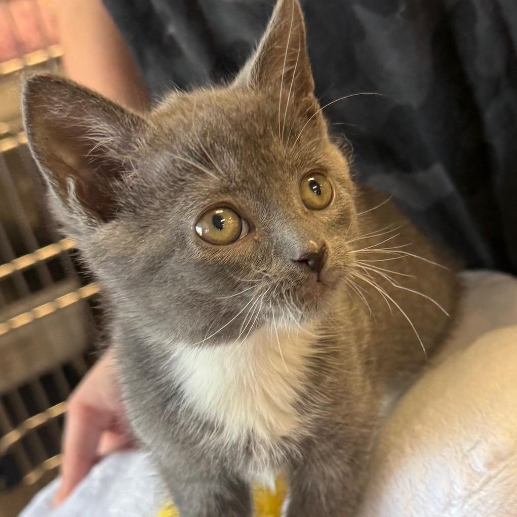 Georgie, an adoptable Domestic Short Hair in Johnson City, TN image 2/3