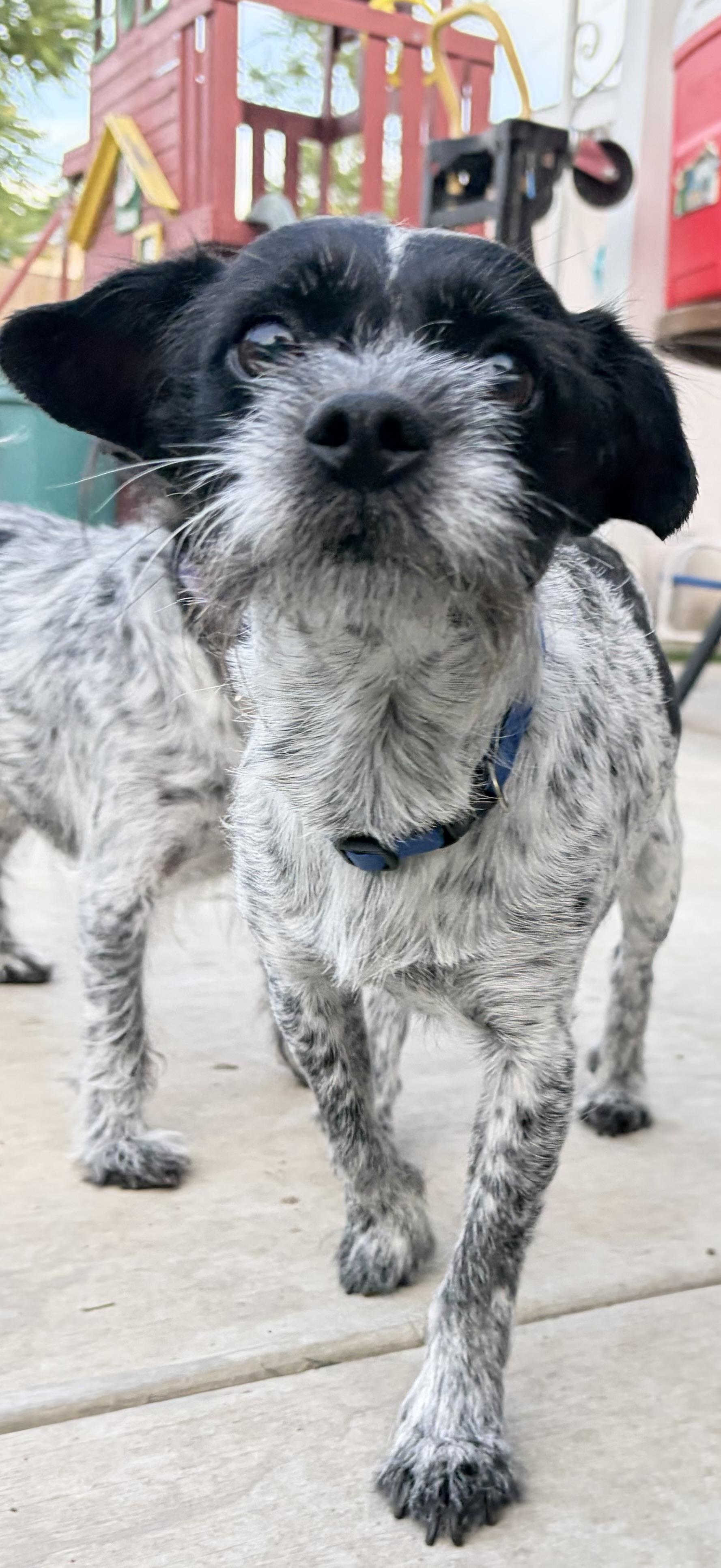 Enlarge Bolt, a ADOPTABLE mixed breed in Bakersfield, CA image 2/4