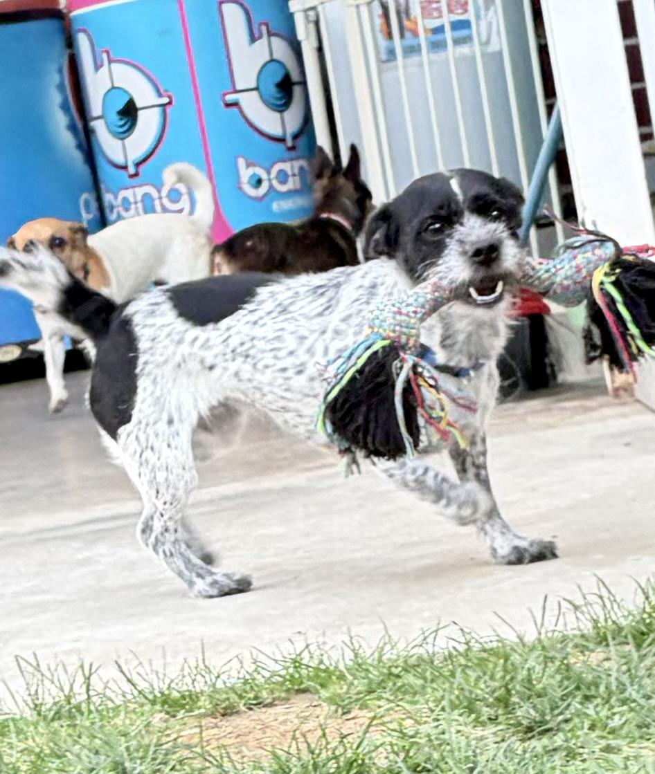 Enlarge Bolt, a ADOPTABLE mixed breed in Bakersfield, CA image 3/4