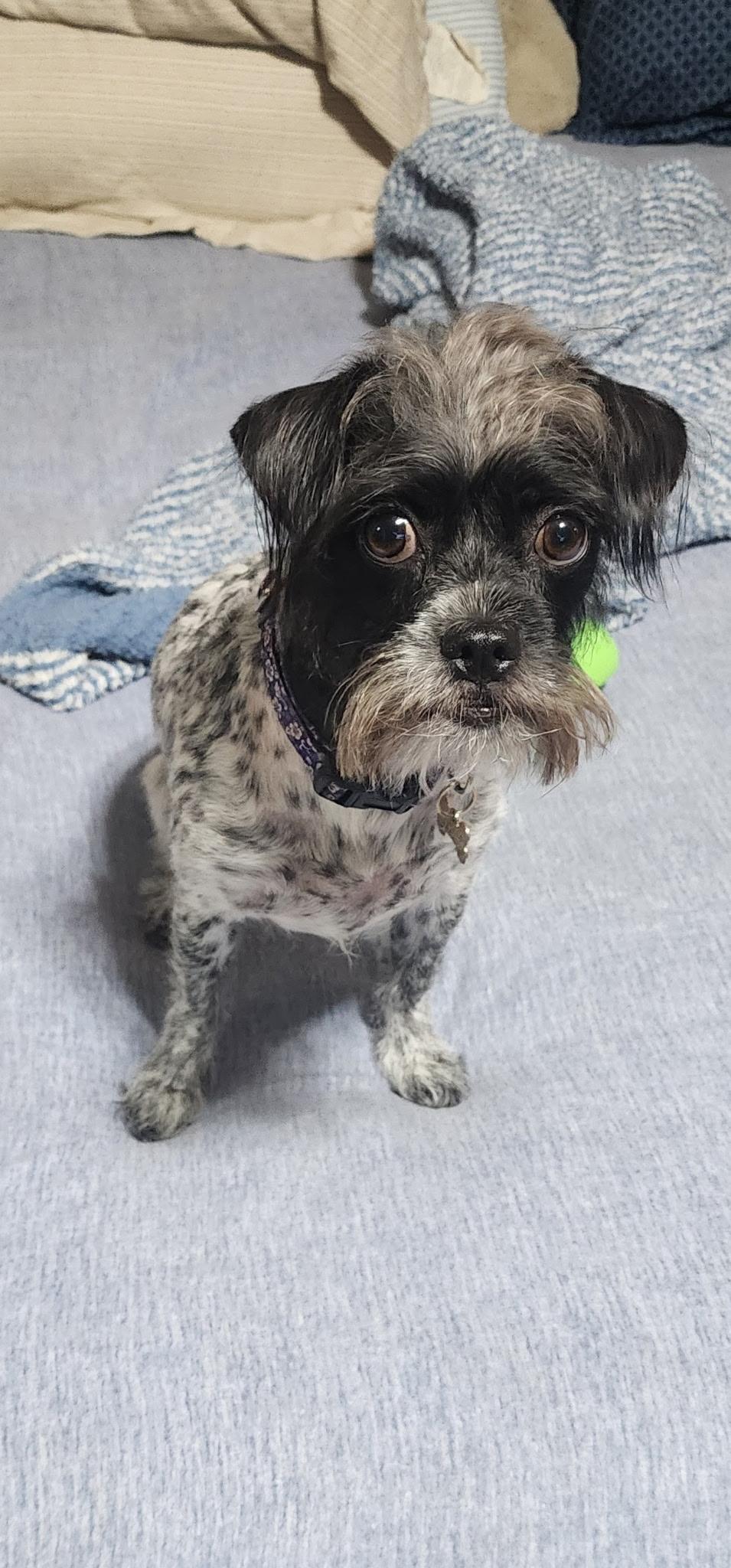 Enlarge Bolt, a ADOPTABLE mixed breed in Bakersfield, CA image 1/4