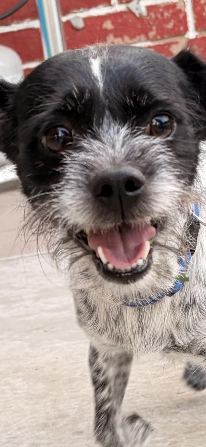 Enlarge Bolt, a ADOPTABLE mixed breed in Bakersfield, CA image 4/4