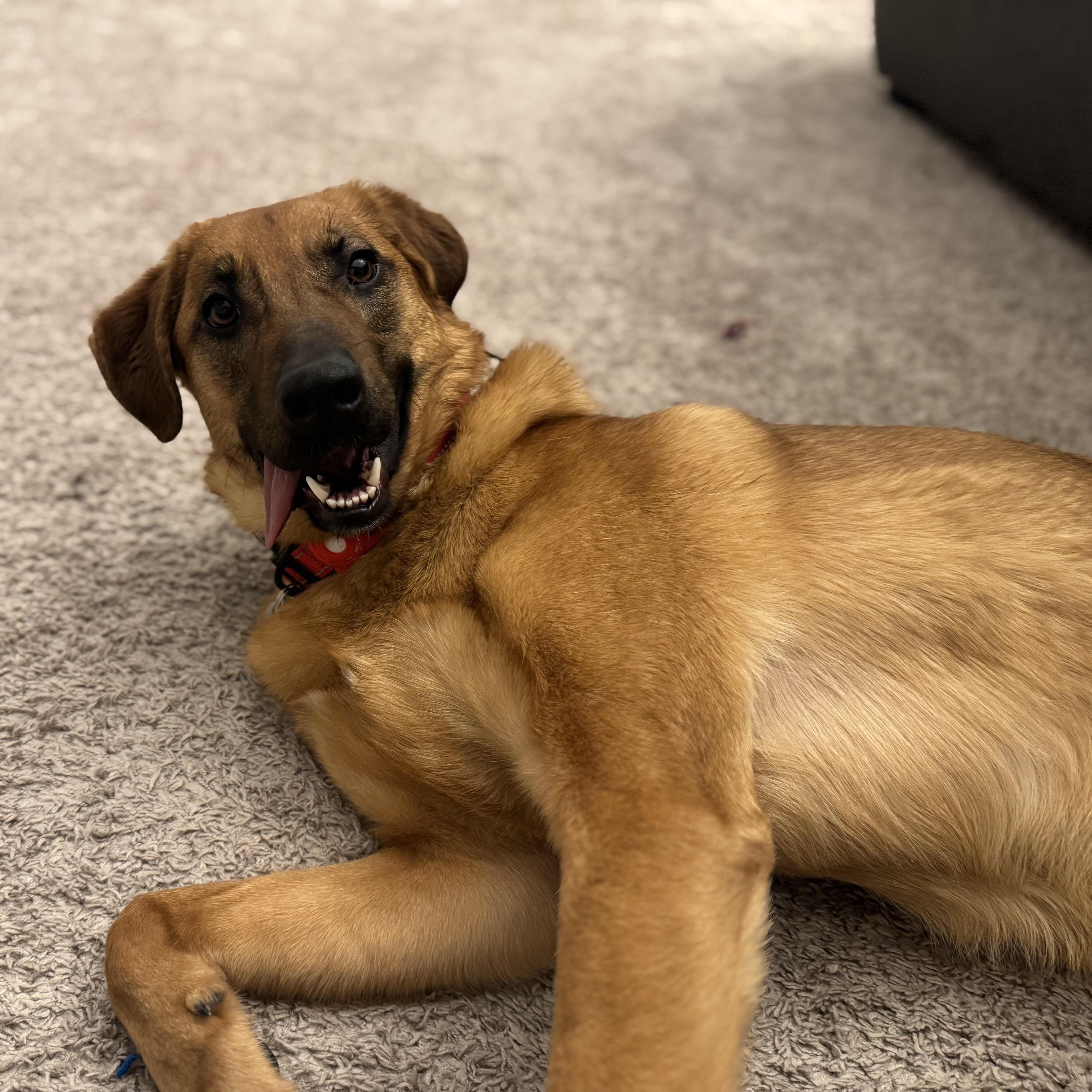 Red, an adopted mixed breed in Lemont, IL image 2/6